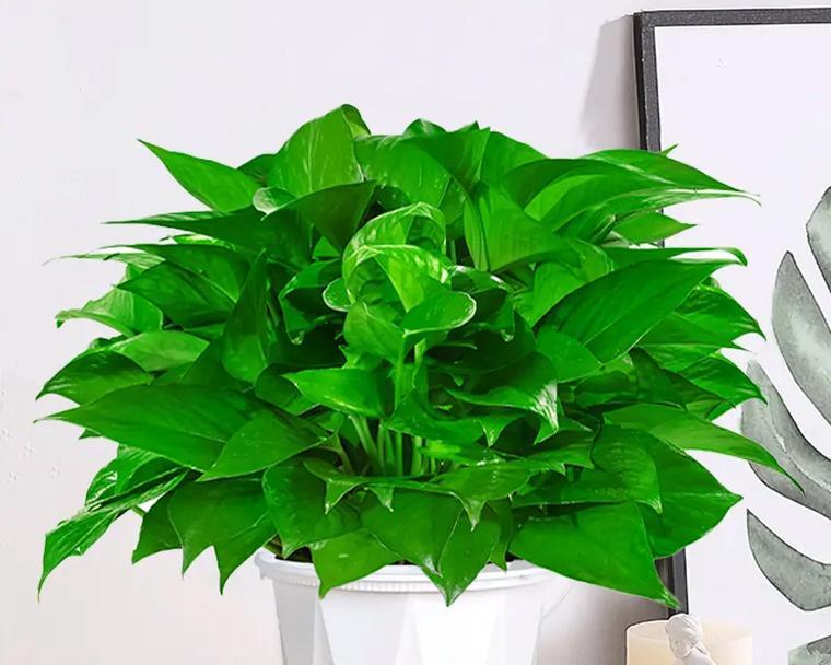 绿萝是一种常见的室内观叶植物