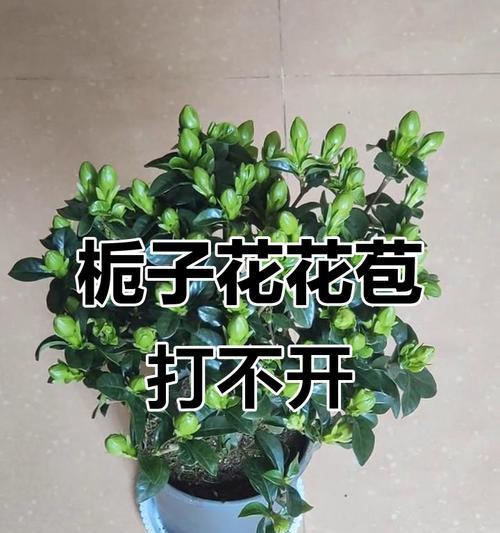 栀子花种子催芽步骤？如何快速催芽栀子花种子？