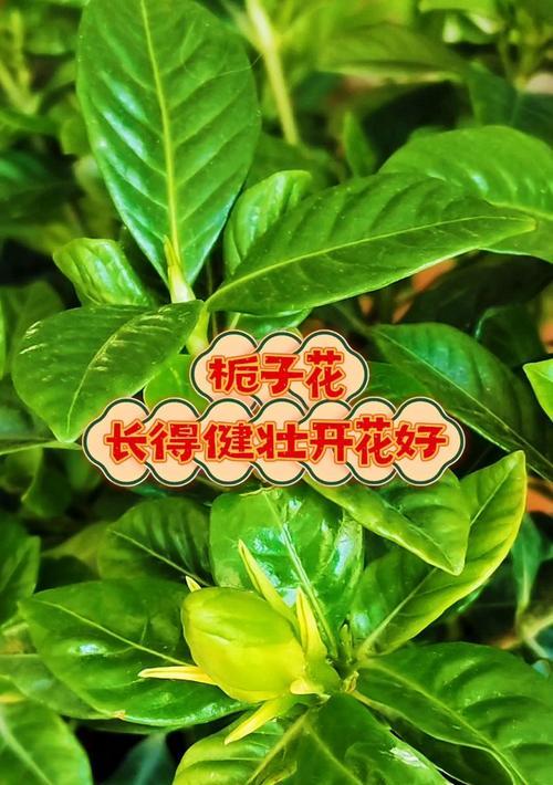 栀子花种子催芽步骤？如何快速催芽栀子花种子？