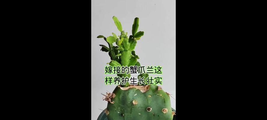蟹爪莲生长喜阳还是喜阴？养护技巧大公开