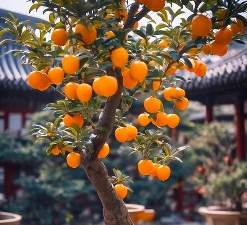 10大“吉利花”，时尚又喜庆，家里养一盆，红红火火，养人又旺家