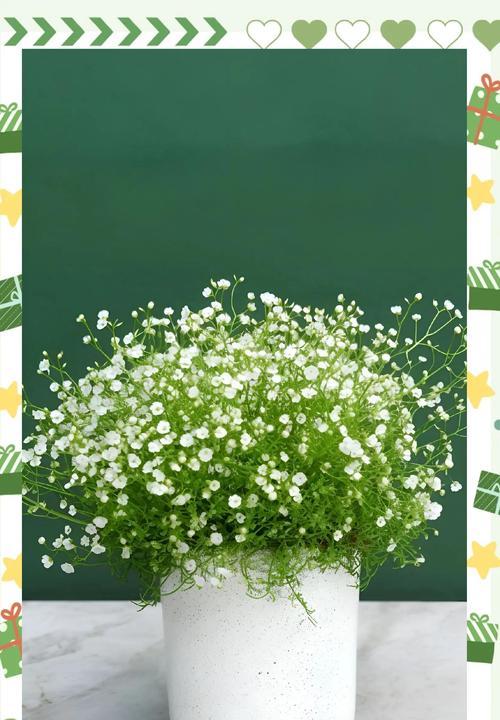 满天星(石竹科石头花属植物)？满天星的养护要点是什么？