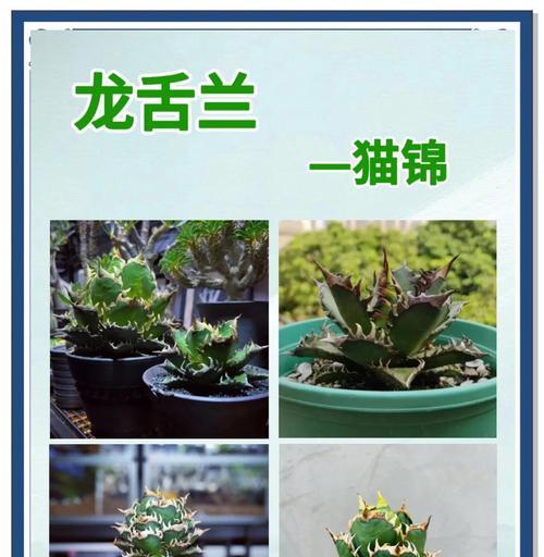 培恩银龙舌兰？培恩银龙舌兰的养殖方法有哪些？