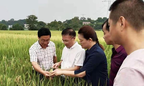 探讨再生稻种植技术的高效推广与增产关键因素