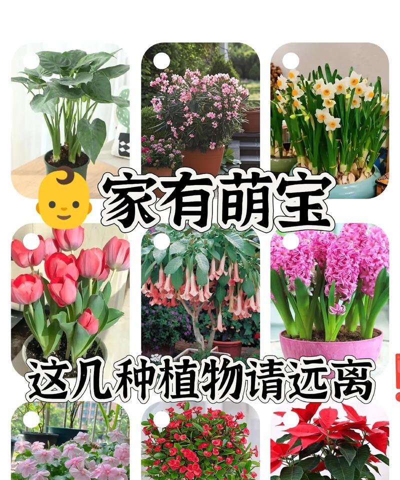 家有绿植，吉祥又美丽！这5种观叶植物必须安排上