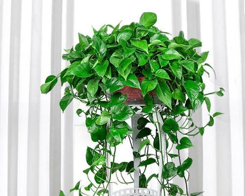 绿植室内盆栽绿萝？如何让绿萝在室内茁壮成长？