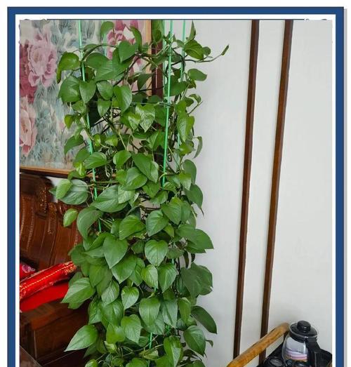 绿植室内盆栽绿萝？如何让绿萝在室内茁壮成长？