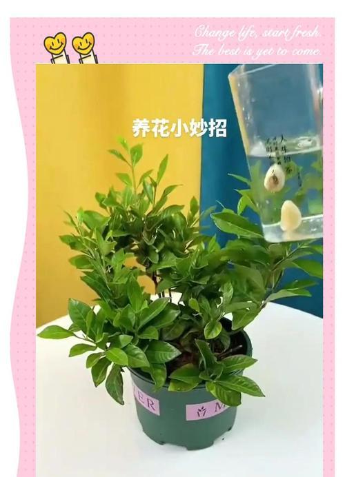 绿植室内盆栽绿萝？如何让绿萝在室内茁壮成长？