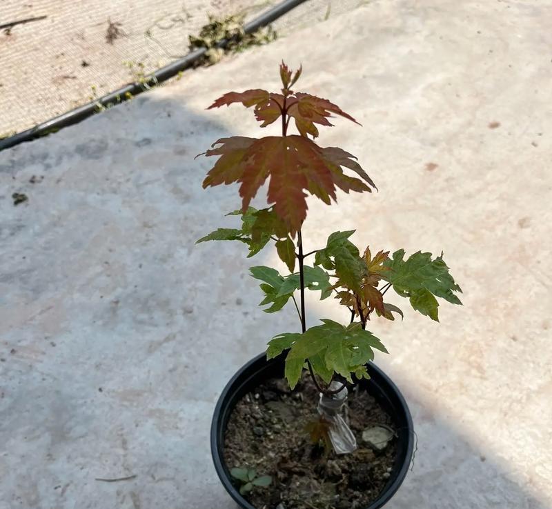 枫树叶子最红的品种是什么？如何养护才能保持颜色？