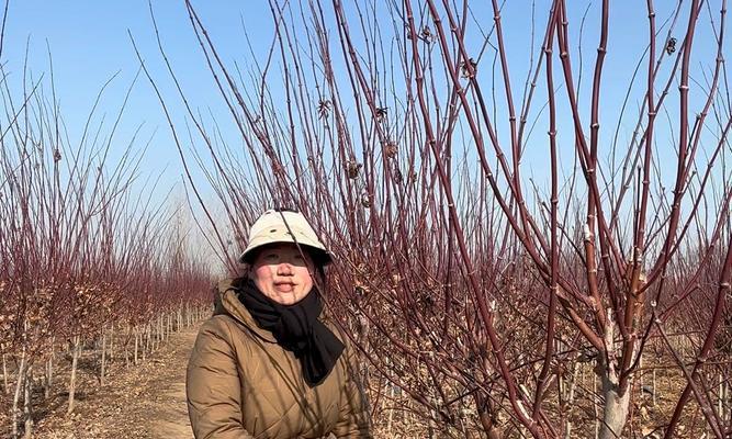 枫树叶子最红的品种是什么？如何养护才能保持颜色？