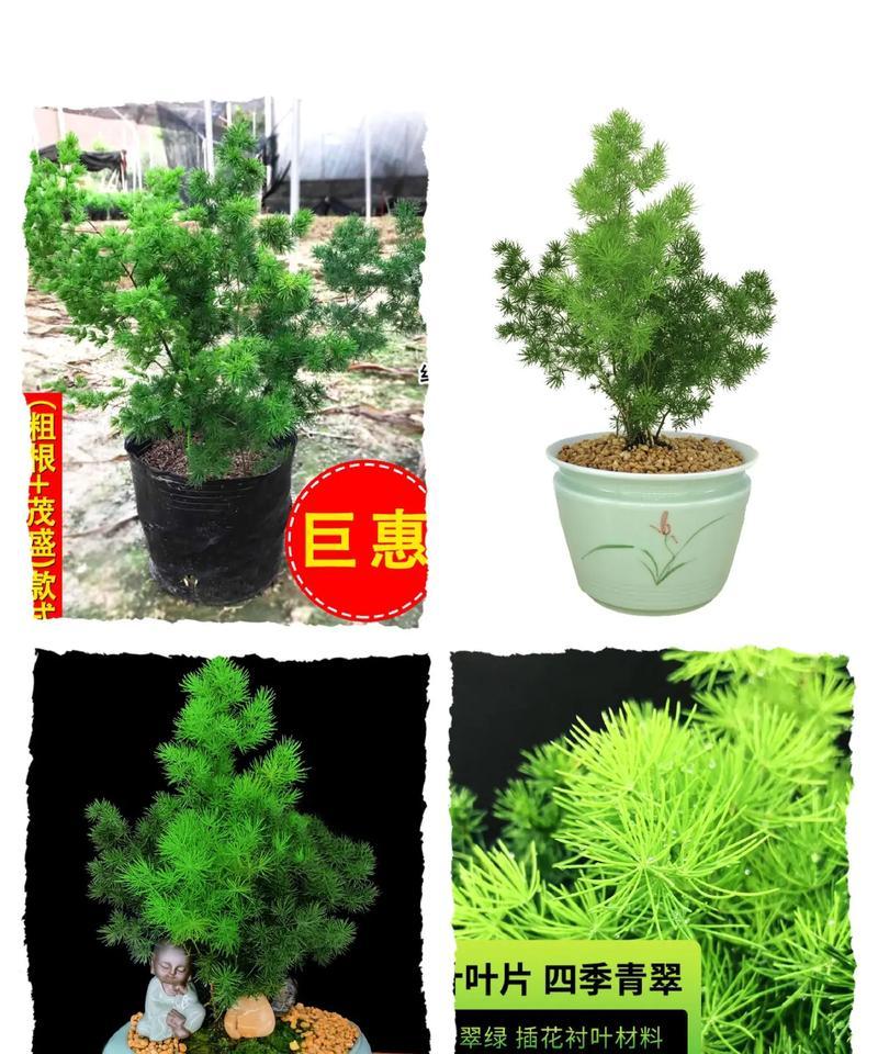 蓬莱松盆景怎么修剪？最佳造型技巧是什么？