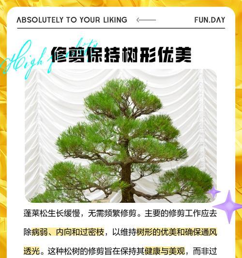 蓬莱松修剪造型的正确方法是什么？如何保持其美观？