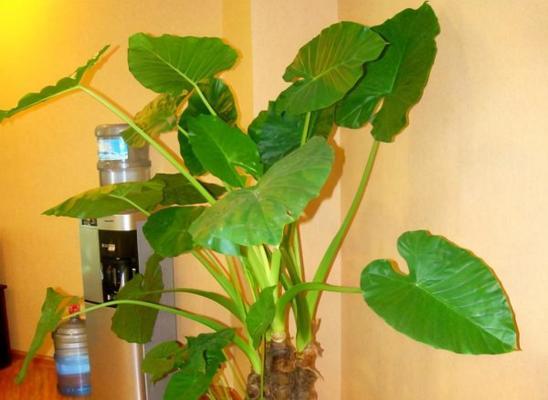 盆栽植物滴水观音如何养护？常见问题有哪些？