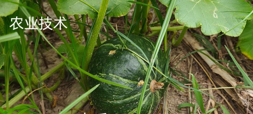 南瓜种植技术有哪些要点？如何提高产量？