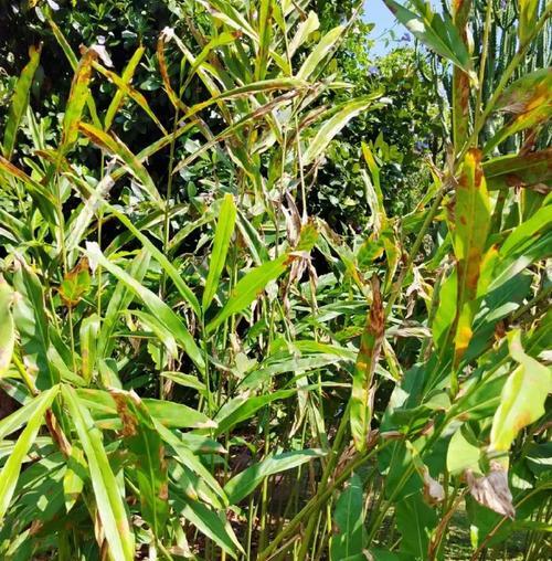 奇妙生物圈植物有哪些？如何进行科普教育？