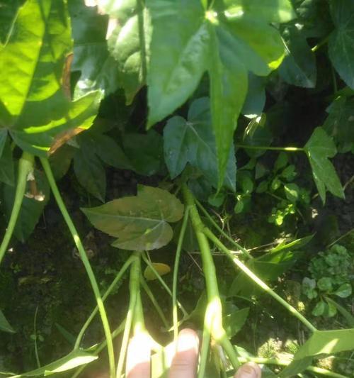 八角金盘种子最佳播种时间是什么时候？播种方法有哪些？