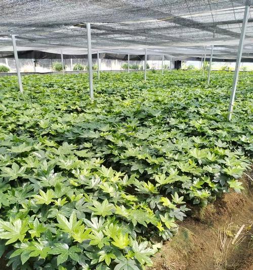 八角金盘种子最佳播种时间是什么时候？播种方法有哪些？