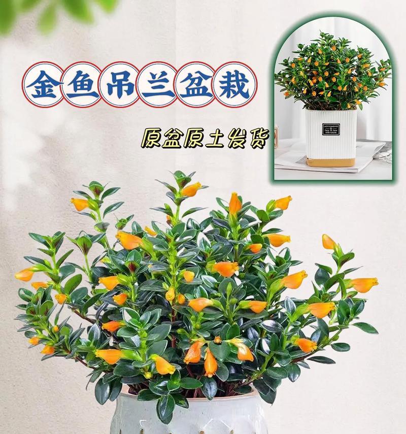 金鱼吊兰如何成为室内植物颜值担当？新手养花需要注意什么？