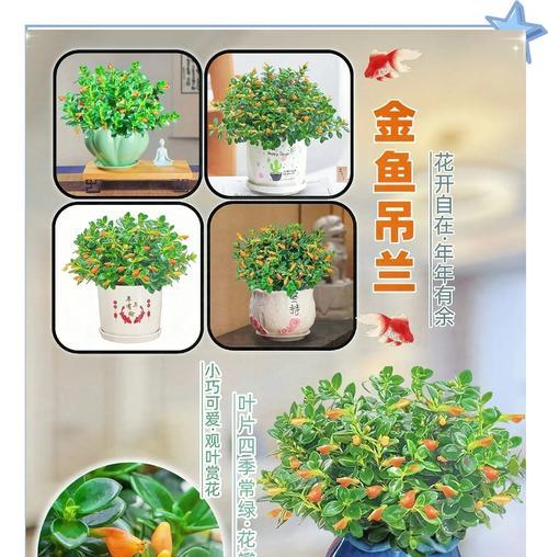 金鱼吊兰如何成为室内植物颜值担当？新手养花需要注意什么？