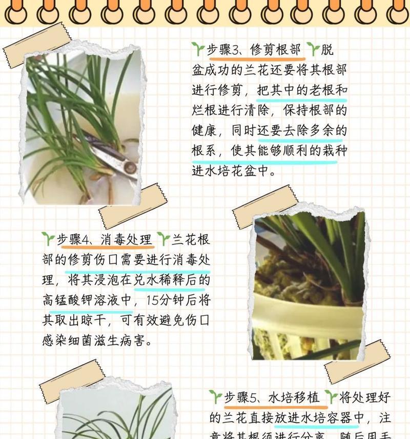 铃兰花养殖有哪些方法？需要注意哪些事项？