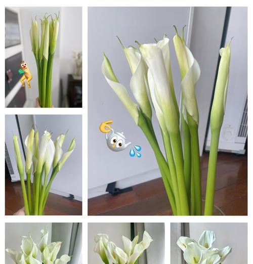 马蹄莲如何养护？常见问题有哪些？