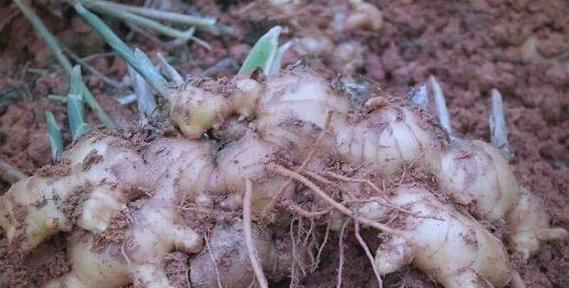生姜催芽的最佳时间是什么时候？催芽方法有哪些？