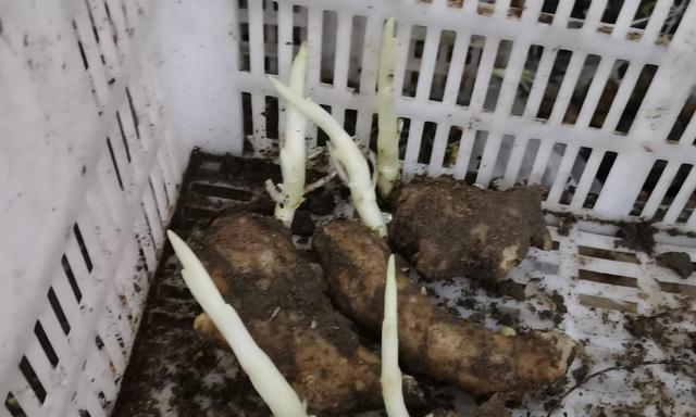生姜催芽的最佳时间是什么时候？催芽方法有哪些？