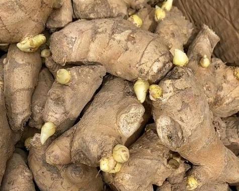 生姜催芽的最佳时间是什么时候？催芽方法有哪些？