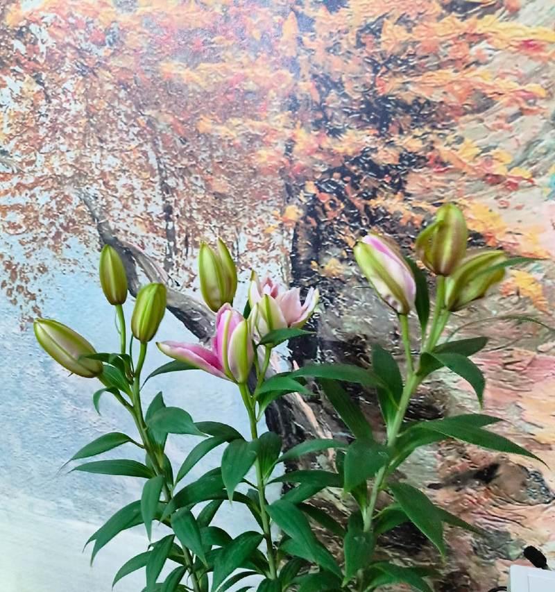 百合花期有何奥秘？切花与盆栽有何不同？