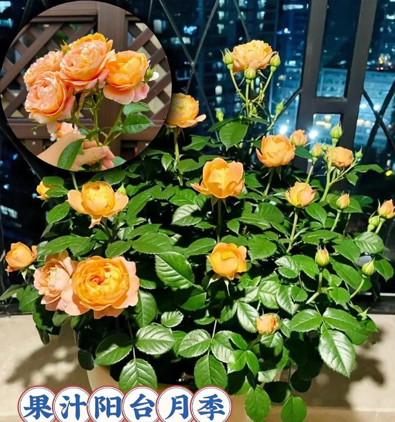 月季为何有如此多的色彩？其色彩世界如何？