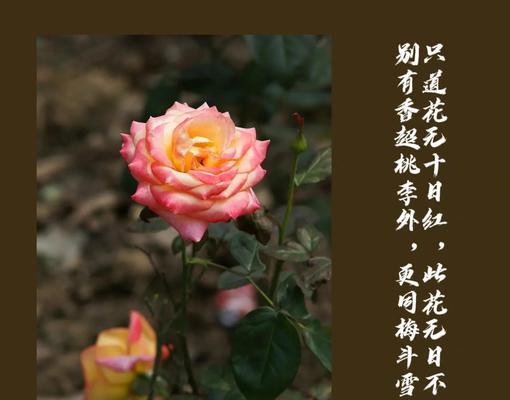 月季为何有如此多的色彩？其色彩世界如何？