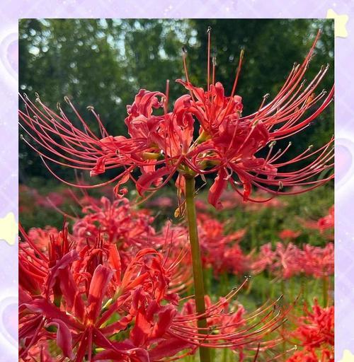 哪些花是“追光战神”？新手如何养护？