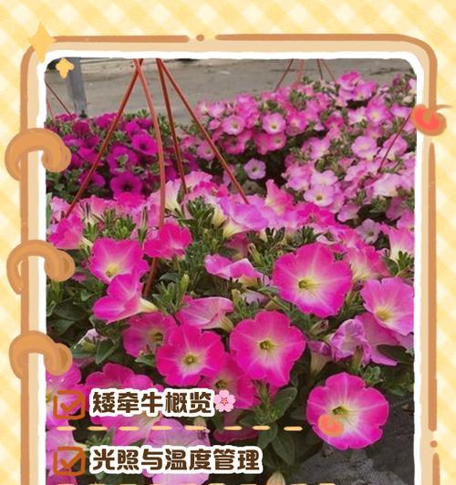 哪些花是“追光战神”？新手如何养护？