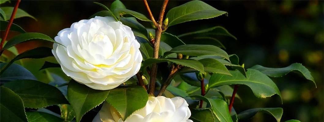 哪些花是“追光战神”？新手如何养护？