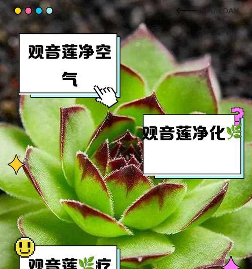 观音莲花盆栽如何养护？常见问题有哪些？