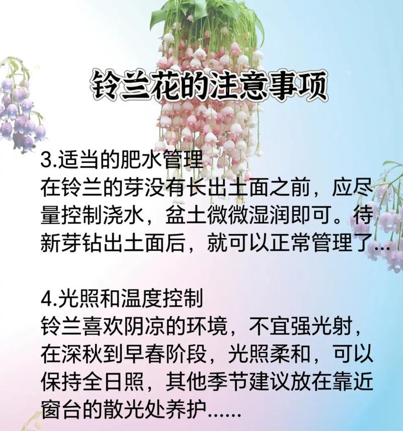 铃兰花的最佳种植时间是什么时候？
