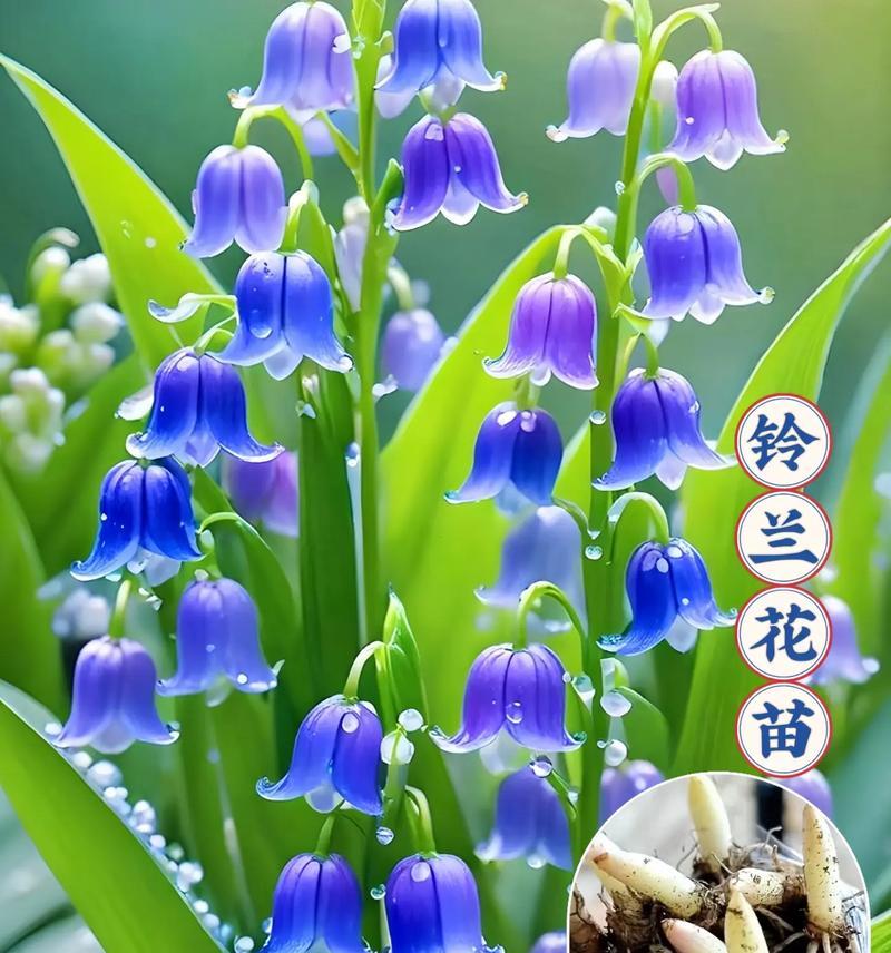 铃兰花的最佳种植时间是什么时候？