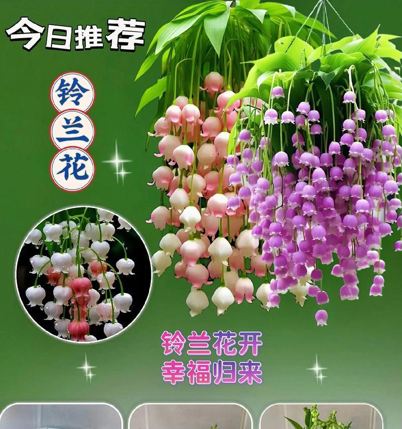 铃兰花的最佳种植时间是什么时候？