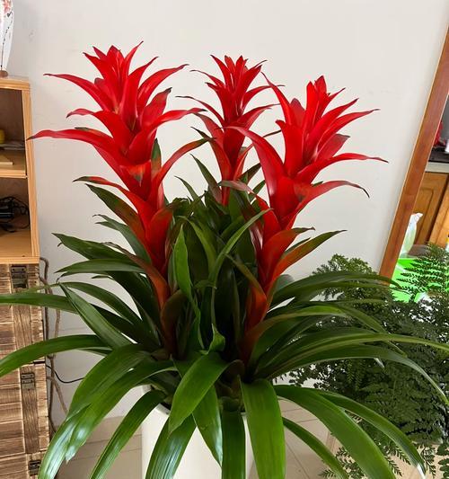 鸿运当头花如何养护才能开花？