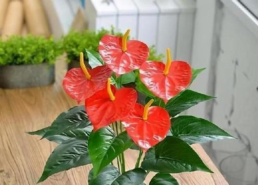 鸿运当头花如何养护才能开花？