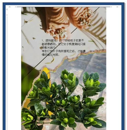 栀子花在北方的完美养护指南是什么？