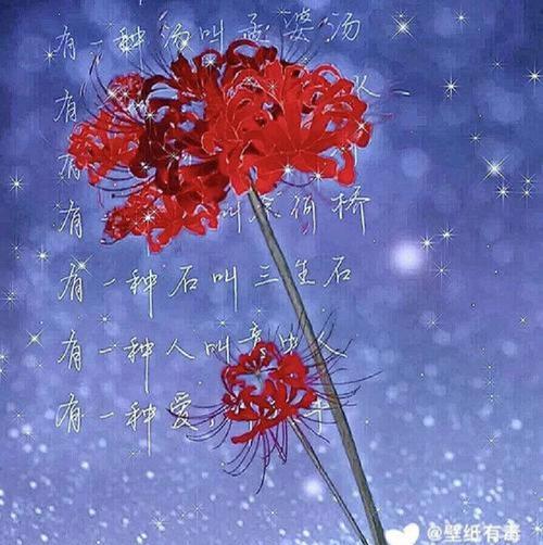 彼岸花的花语是什么？