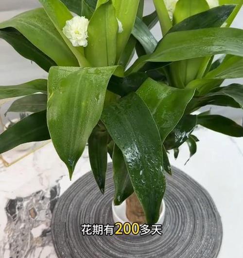 小盆栽花卉推荐？哪些适合室内种植？