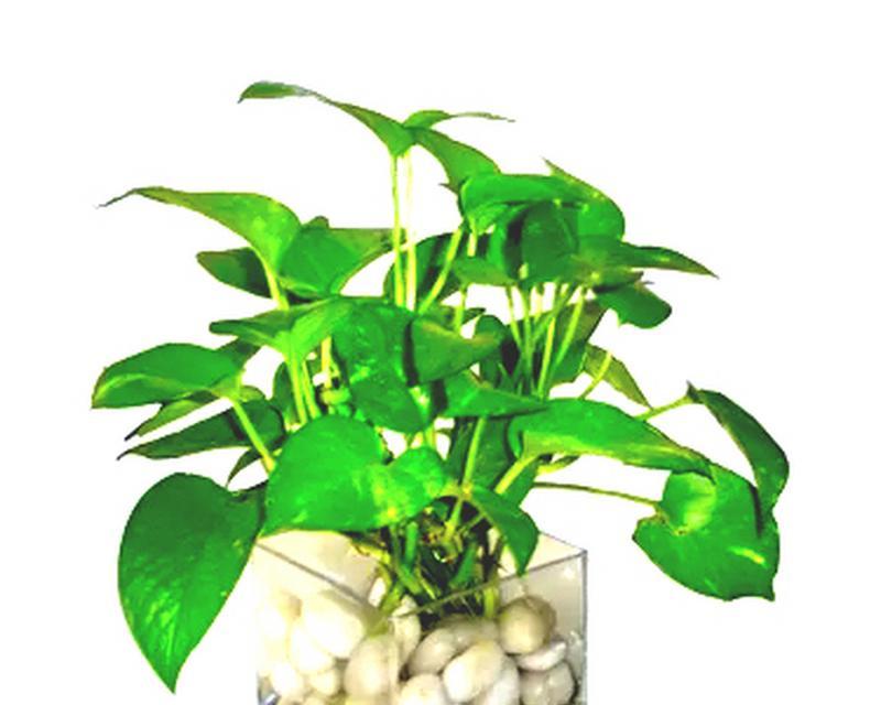 小盆栽花卉推荐？哪些适合室内种植？