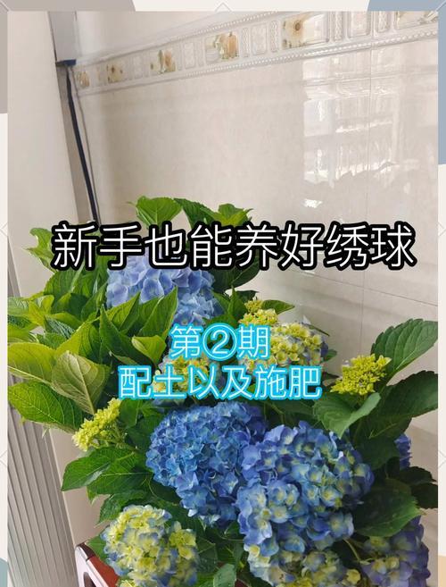 如何养护绣球花？
