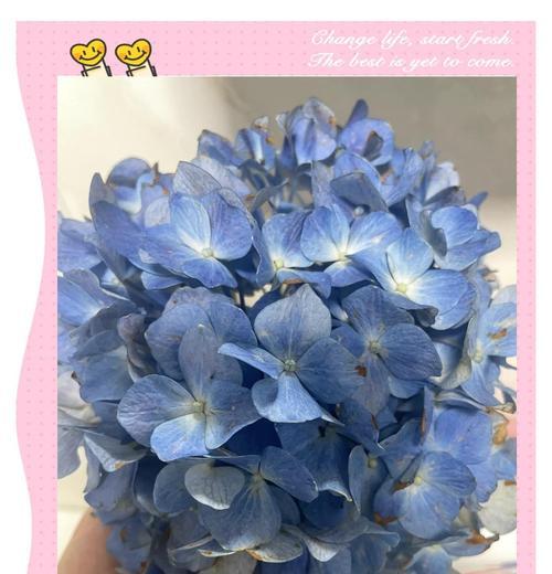 如何养护绣球花？