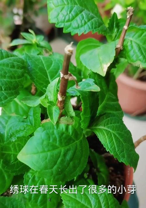 如何养护绣球花？