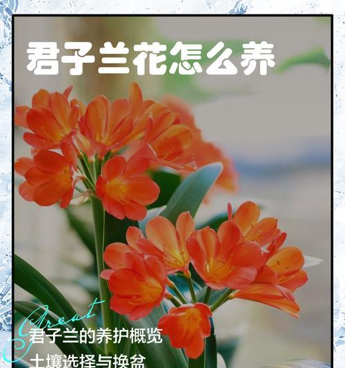 大花盆中的君子兰好养吗？正确的养护方式是什么？