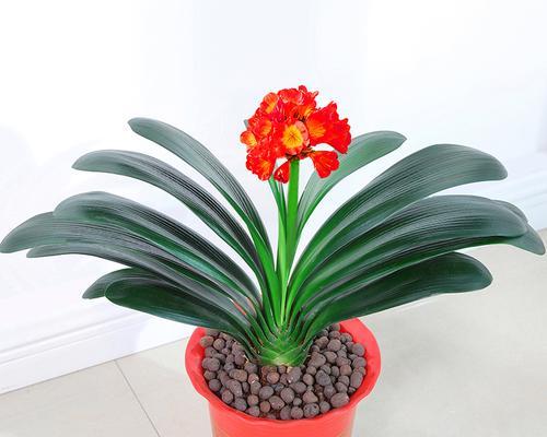 大花盆中的君子兰好养吗？正确的养护方式是什么？