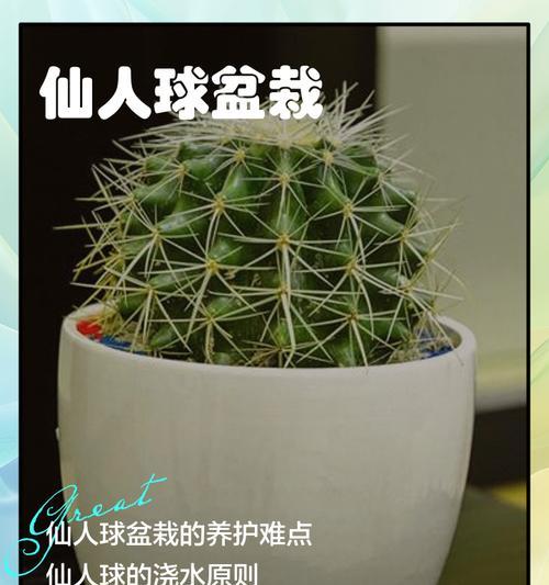 仙人球盆栽在家养护方法是什么？